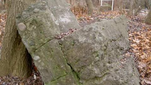 Cream of Barley Boom photo 4