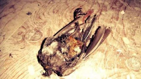 Kelly's Place - roimage.jpg