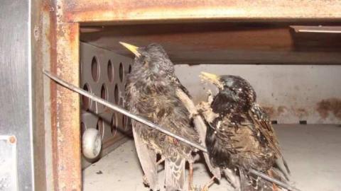 Inn on the Niagara Parkway - DSC09801.jpg