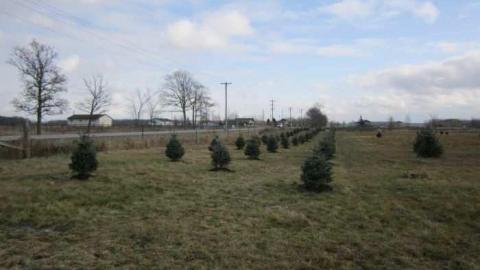 Tree Farm - 045.jpg