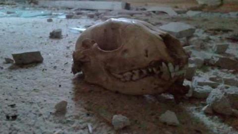 Skull Surprise - 2012-12-07 15.48.20.jpg