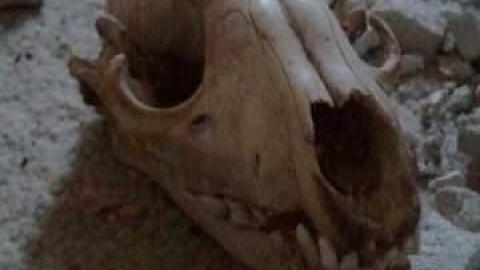 Skull Surprise - 2012-12-07 15.47.36.jpg