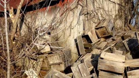 Orchard Visit - City-Orchards3.jpg