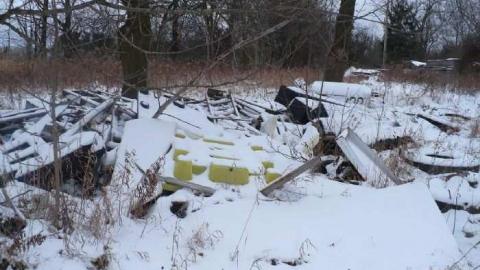 Pine Rot - P1100434.jpg