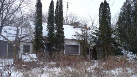 Pine Rot - P1100435.jpg