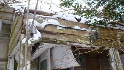 Pine Rot - P1100436.jpg