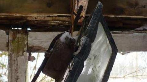 Pine Rot - P1100449.jpg