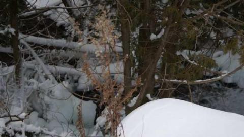 Forgotten Flume photo 2