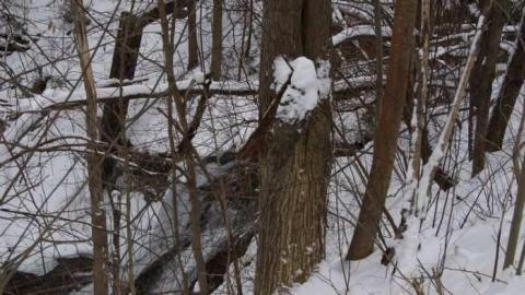 Forgotten Flume - Melancthon, Ontario