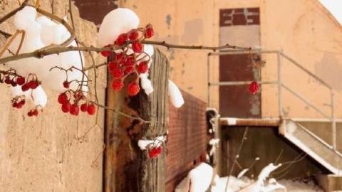 Collection of Low Risks photo 2