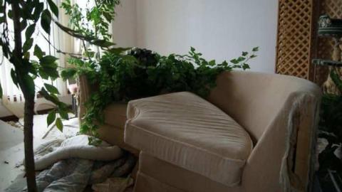 Abandoned Cat Lady House photo 3