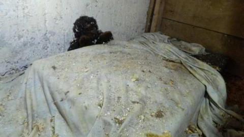 Got the Bungalow Blues - Listowel-Bungalow20.jpg