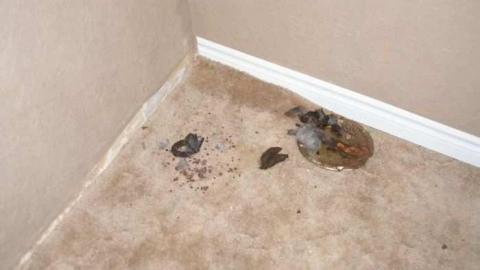 Coyote Crap? - P1170254.jpg