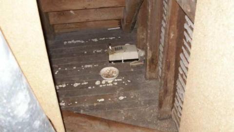 Coyote Crap? - P1170259.jpg