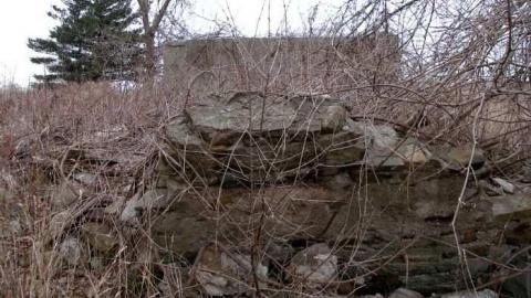 Coyote Crap? - P1170271.jpg