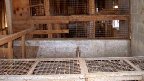 Bird Dog - Carrique-Property57.jpg