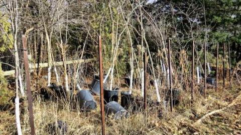 Telstar Jan 2013 - Telstar-Gardens10.jpg