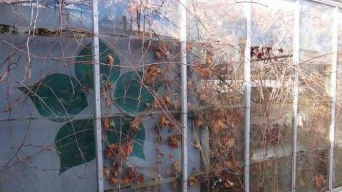 Bonus Clips - Telstar-Gardens29.jpg