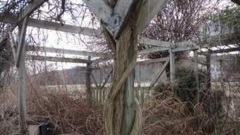 Bonus Clips - Telstar-Gardens30.jpg