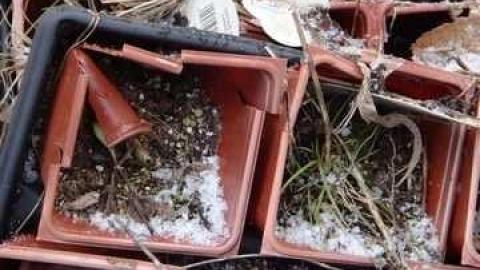 Bonus Clips - Telstar-Gardens31.jpg