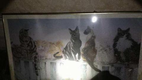 Spies! - City-Orchards32.jpg