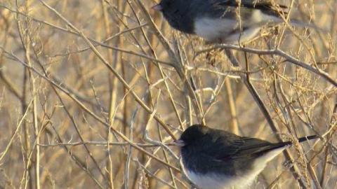 Lafarge Jan 2013 - 011 - IMG_1205b2.jpg