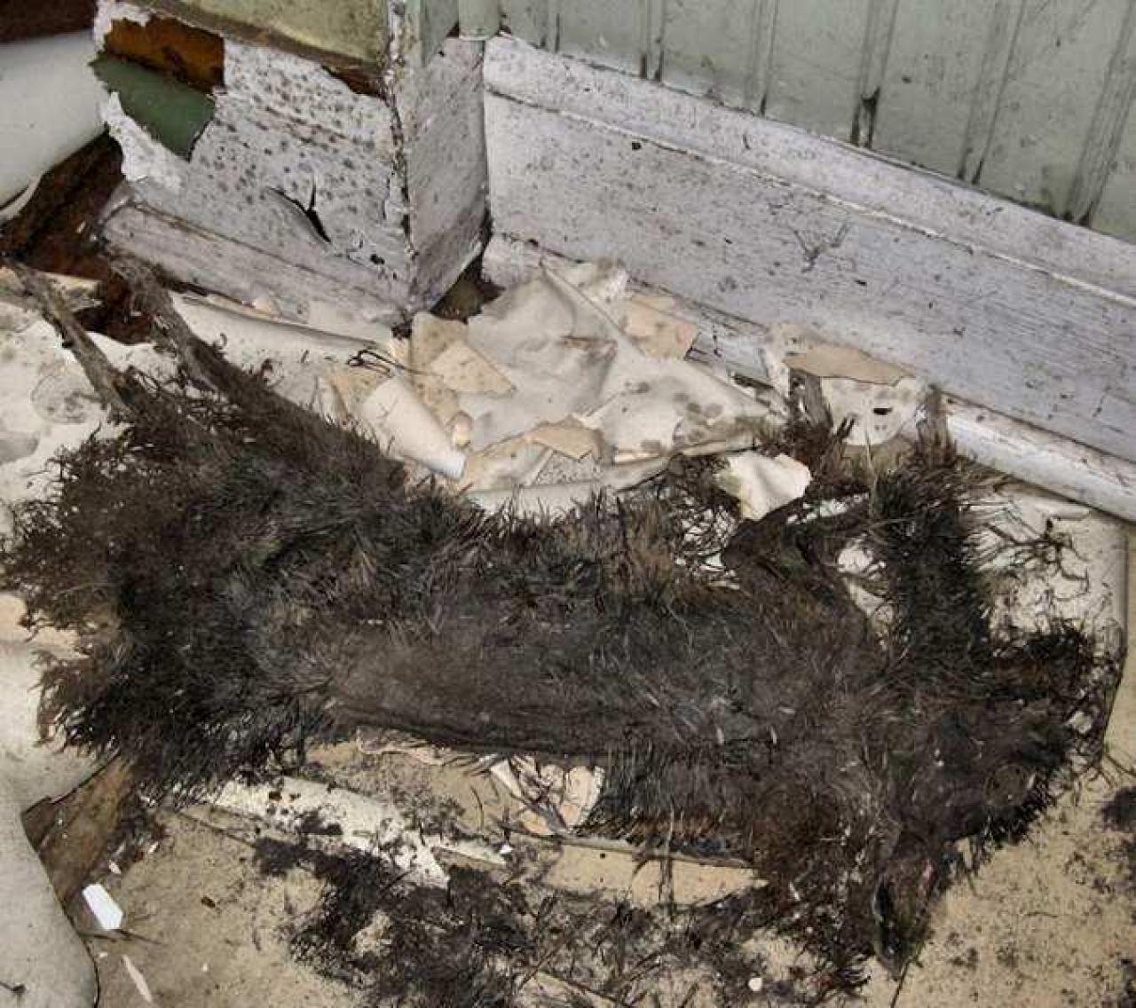 Still Freed Jan 2013 - IMG_1753b-OAP.jpg