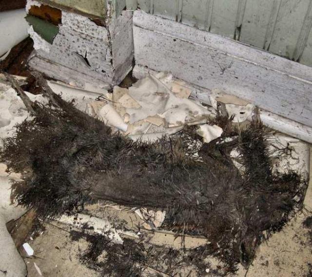 Still Freed Jan 2013 - IMG_1753b-OAP.jpg