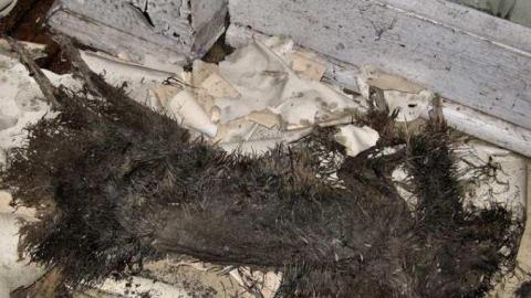 Still Freed Jan 2013 - IMG_1753b-OAP.jpg