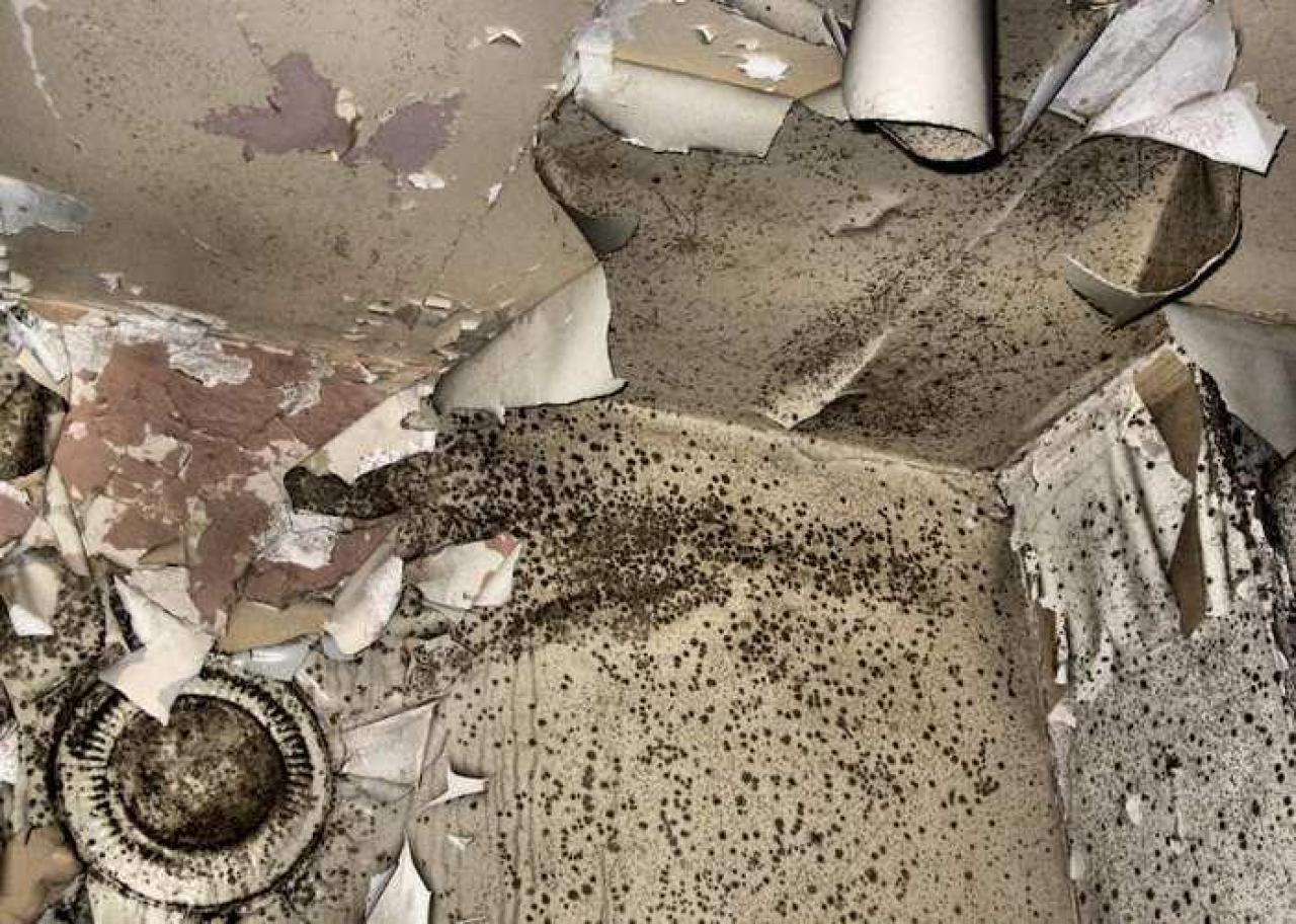 Still Freed Jan 2013 - IMG_1764b-OAP.jpg