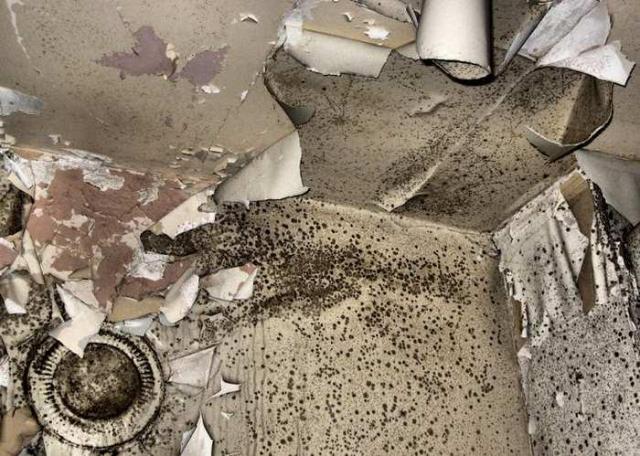 Still Freed Jan 2013 - IMG_1764b-OAP.jpg