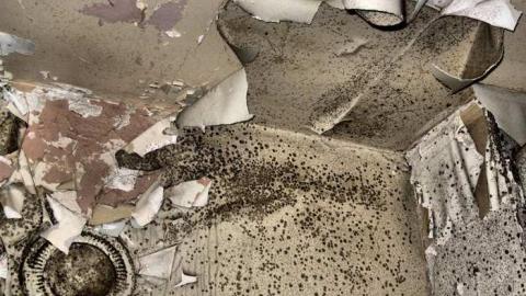 Still Freed Jan 2013 - IMG_1764b-OAP.jpg