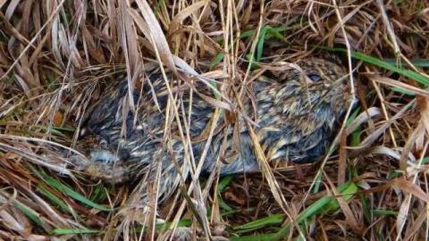 A Hare's Breadth (11/12) - Limehouse-Farm147.jpg