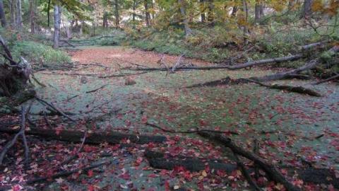 Fall Colours - Barber-Dynamo39.jpg