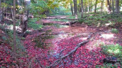 Fall Colours - Barber-Dynamo1.jpg