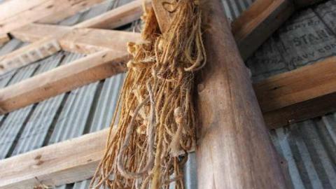 Feb 2013 - Buffalo-Compound13.jpg