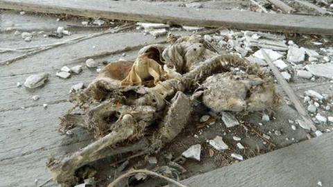 Possum Hook House - Hung-Up-On-Line-8956.jpg