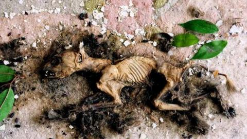 Early March 2013 - Abandoned-Cat-Lady-House276.jpg