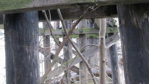 Old Rail Bridges - 2-Old-Rail-Bridges-and-a-Cat3.jpg