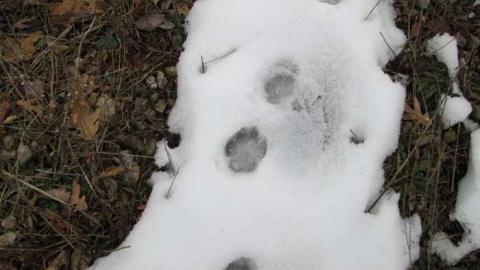 2 Old Rail Bridges and a Cat photo 4