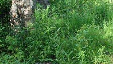 Lost Channel (ghost town) photo 3