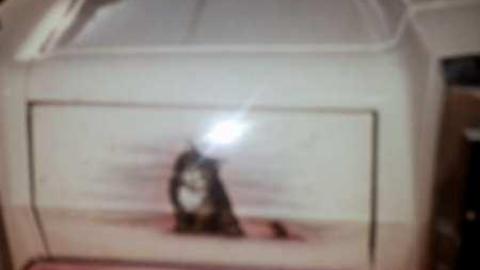 How is this left? - Abandoned-Cat-Lady-House322.jpg