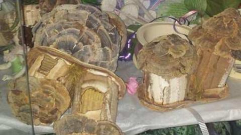 How is this left? - Abandoned-Cat-Lady-House328.jpg