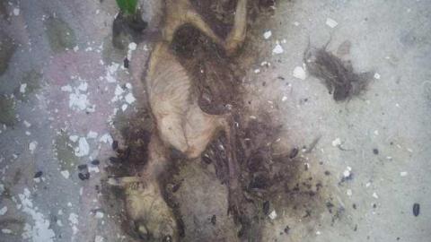 How is this left? - Abandoned-Cat-Lady-House332.jpg