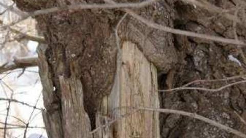 Dreamy - Highpoint-Of-The-Day175.jpg