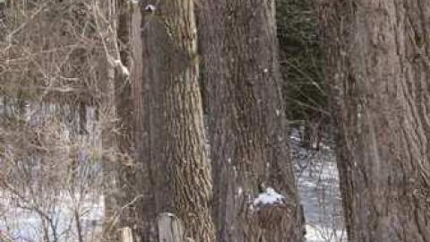 Dreamy - Highpoint-Of-The-Day185.jpg