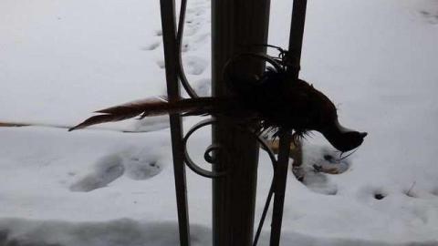 Angry Birds Motel - Waterdown-Motel54.jpg