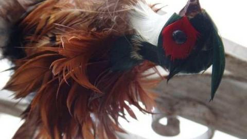 Angry Birds Motel - Waterdown-Motel47.jpg