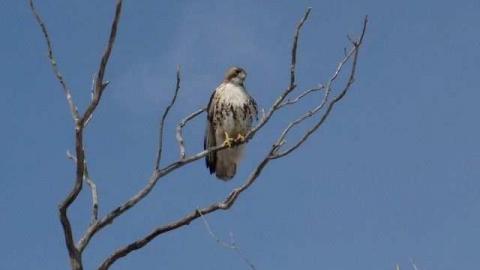 Angry Birds Motel - Waterdown-Motel56.jpg