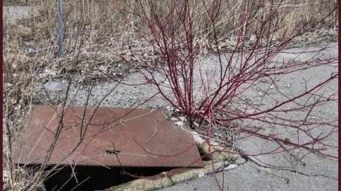 8 Signs of Cyanamid - Signs-of-Cyanamid10.jpg